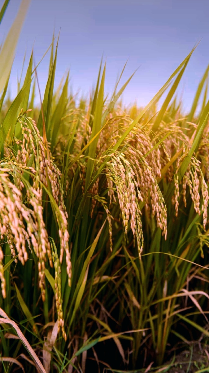 割稻谷啦～ - 风景旧曾谙灬 - 图虫