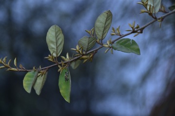 556604