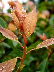 P4093433