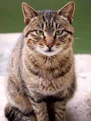 猫