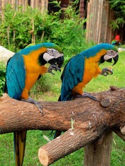 Angry Birds