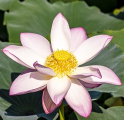 荷花2
