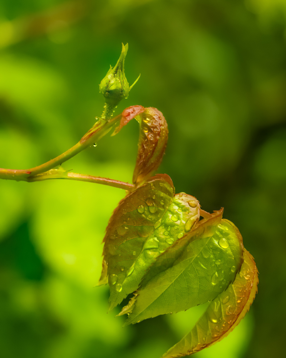 雨露滋润树苗壮
