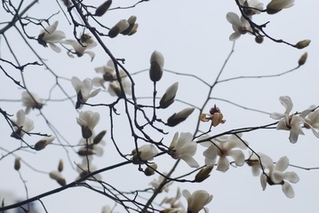 玉兰花1