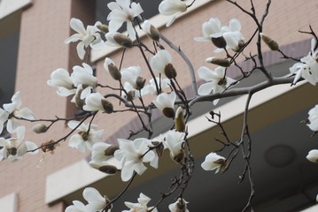 玉兰花4
