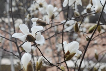 玉兰花6