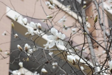 玉兰花7