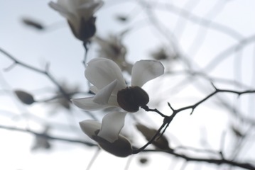 玉兰花8