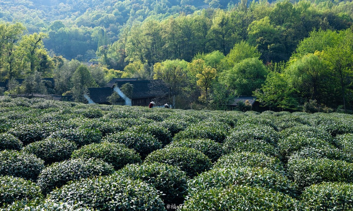 茶叶地养殖