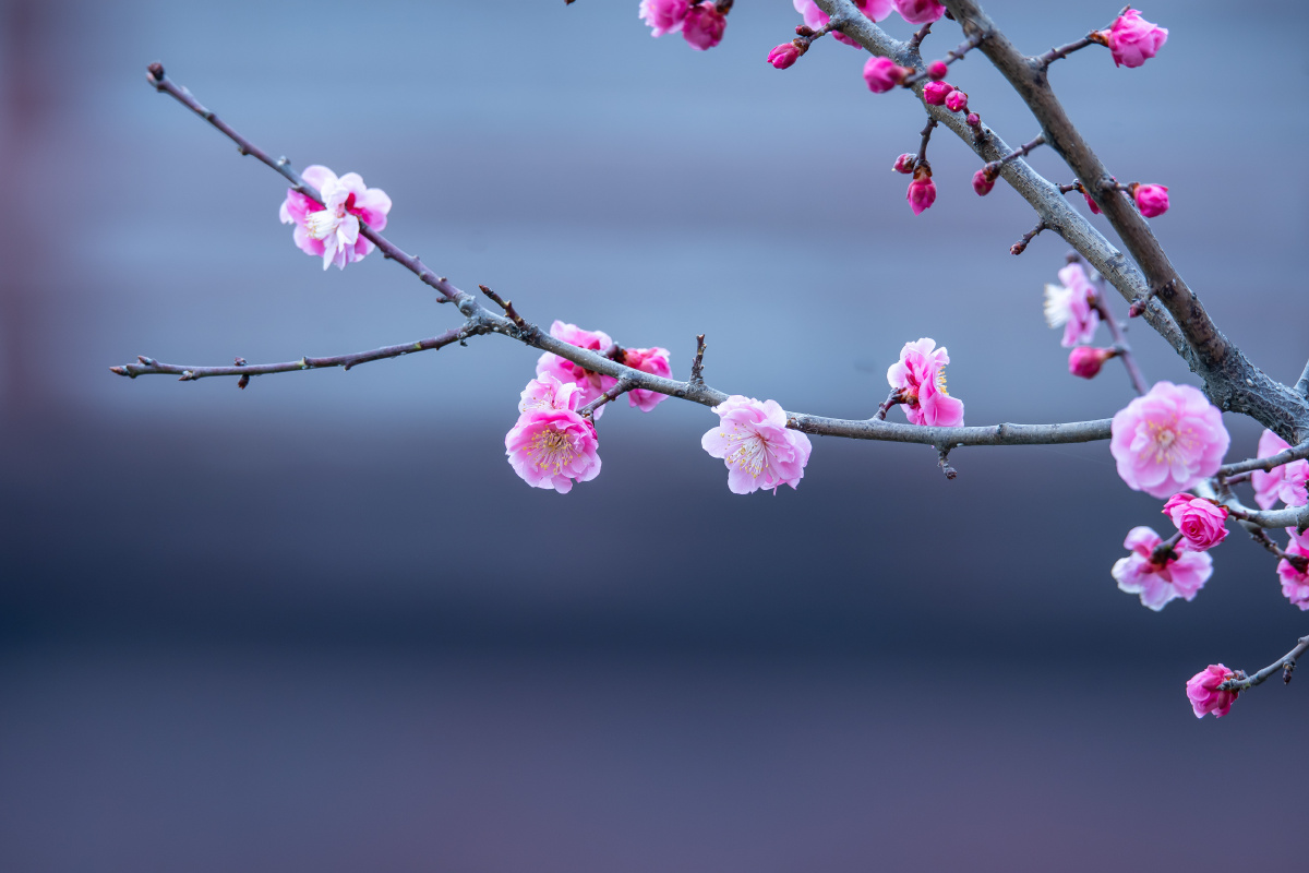 春风拂面梅花争艳