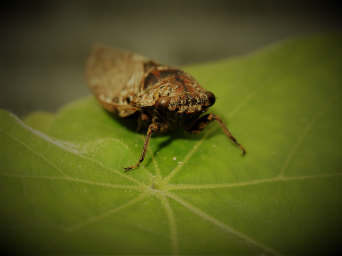 蝉- 子木青林 - 图虫