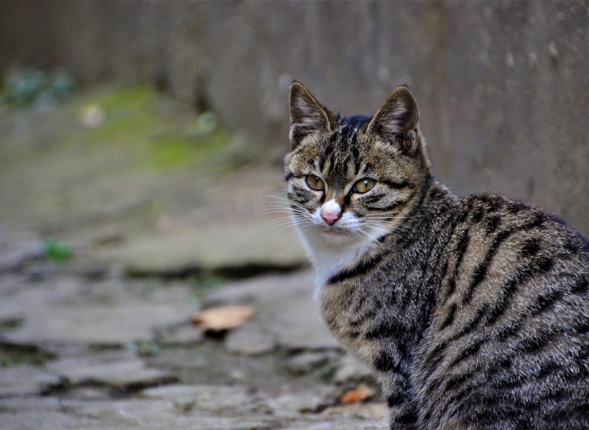 巷子里的猫