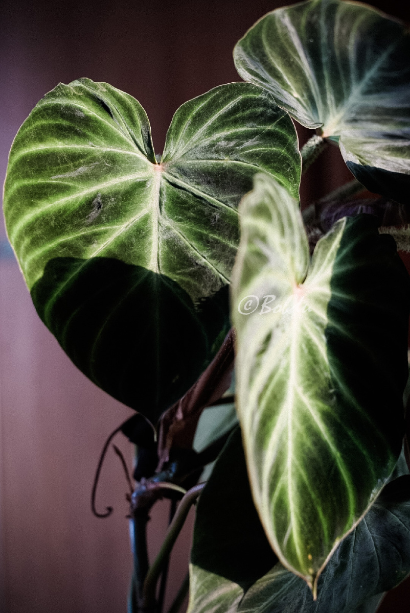 荧光蔓绿绒