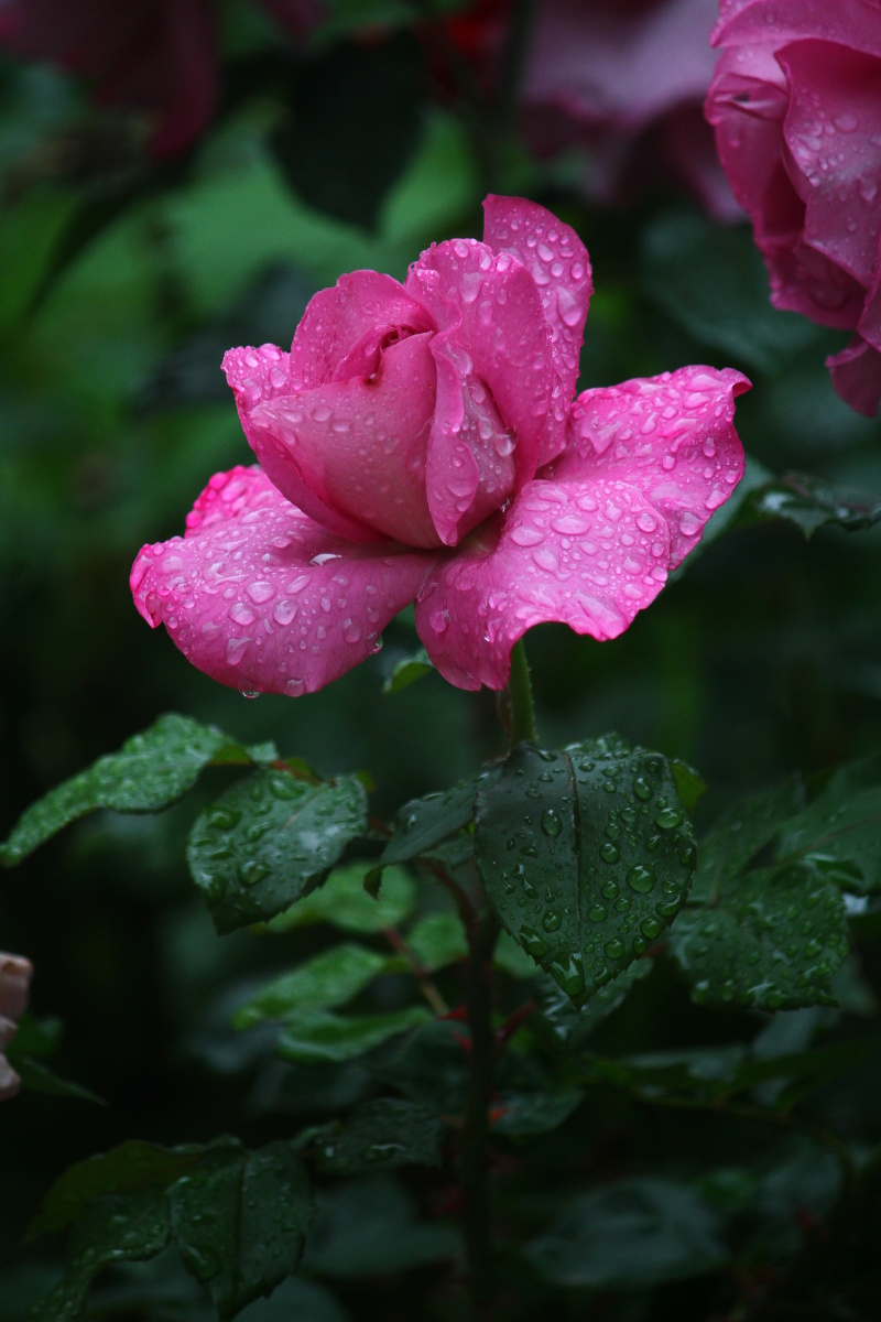 雨中月季 月季花,一朵在风雨中永不凋零妩媚!