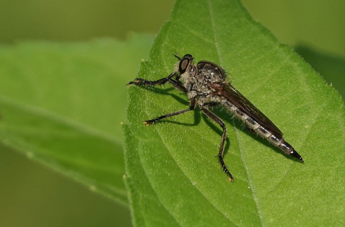 虻- 刘新义 - 图虫