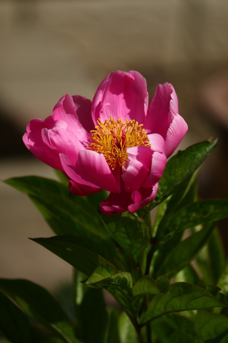 1/1山东摄影家俱乐部生长果实美丽绽放花瓣花的颜色花园花植物叶子还