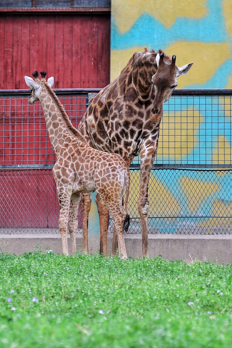 长颈鹿拍摄于北京动物园