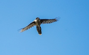 871367