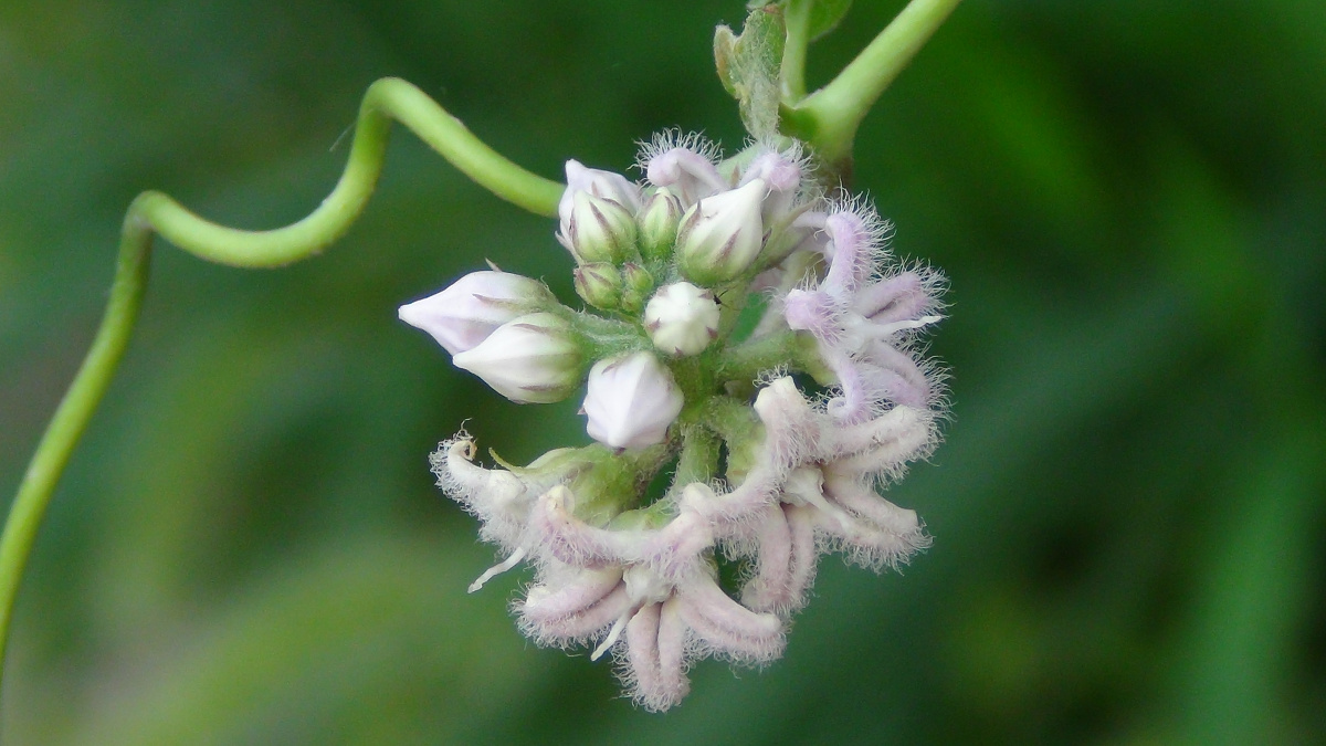 白首乌花是一种药 - 蓝天475 - 图虫