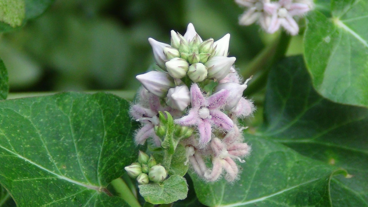 白首乌花是一种药 - 蓝天475 - 图虫