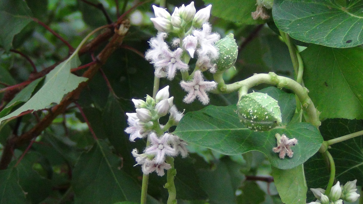 白首乌花是一种药 - 蓝天475 - 图虫