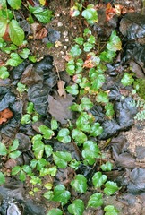 Scan-161009-0011