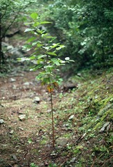 Scan-161009-0008