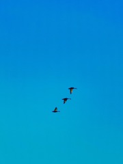 B8857FEC-1C96-45A3-ADD1-A62CE80B9FB3/L0/001