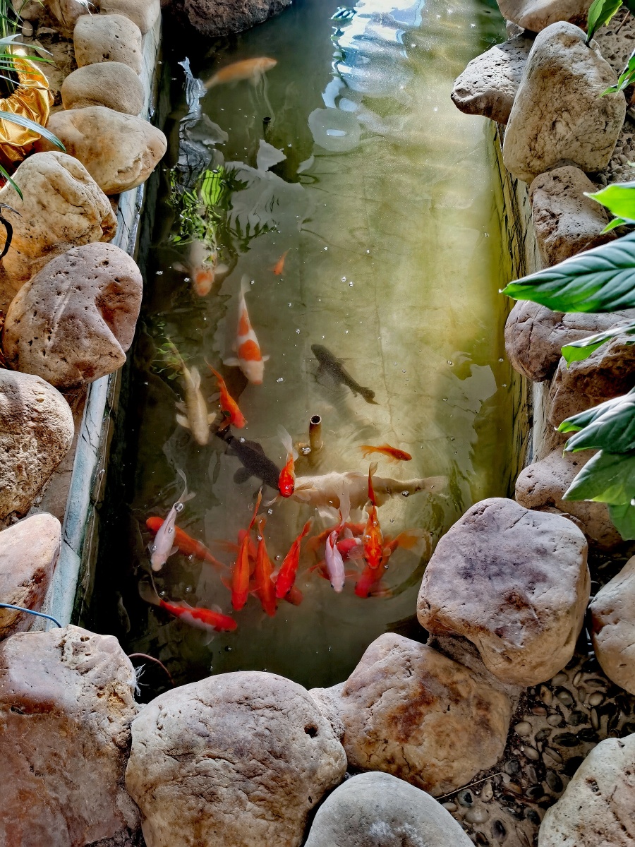 金鱼池