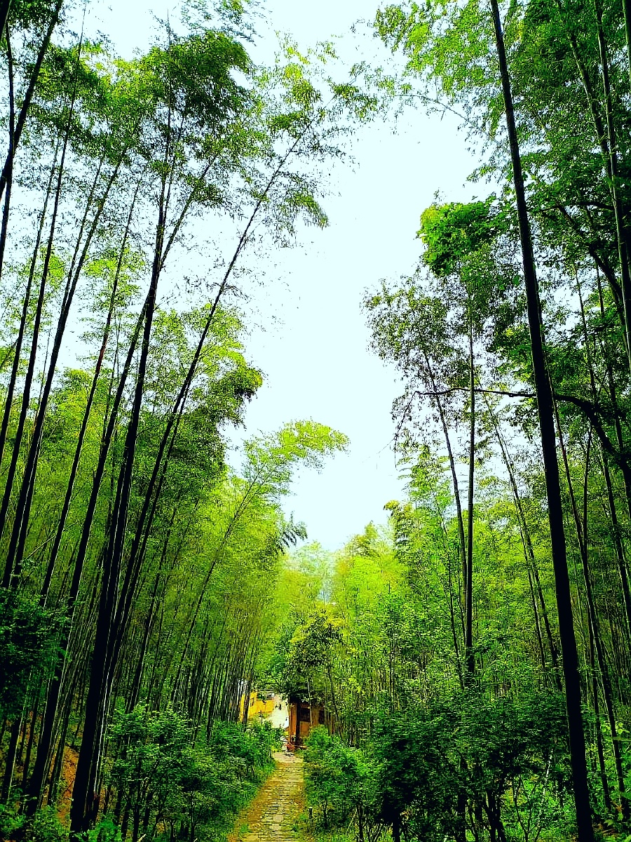 深山老林