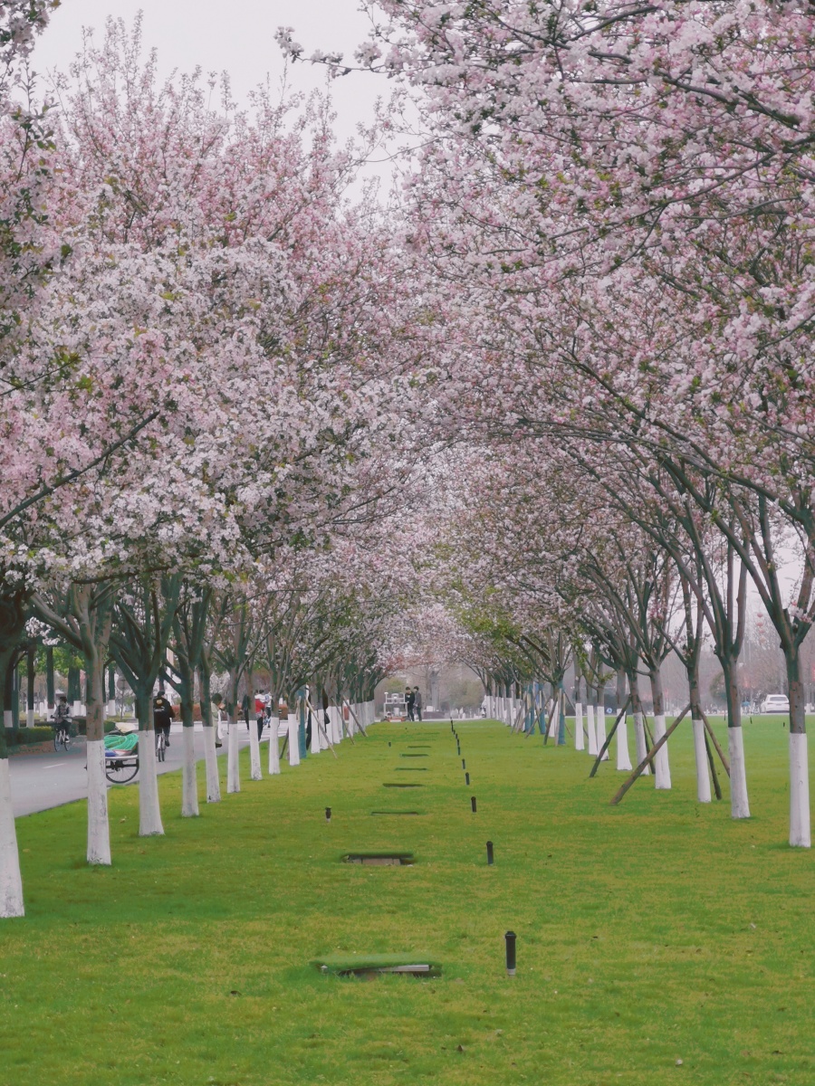 春天到了交大的樱花开了