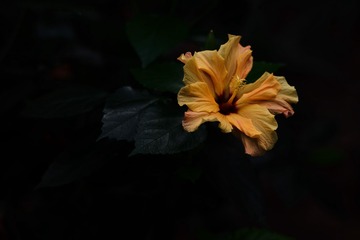 L1002575