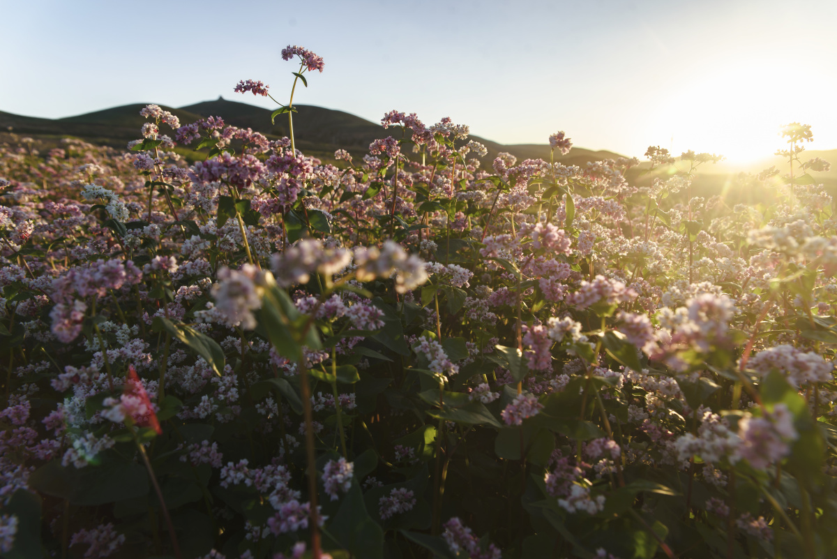 黄土高原上的荞麦花