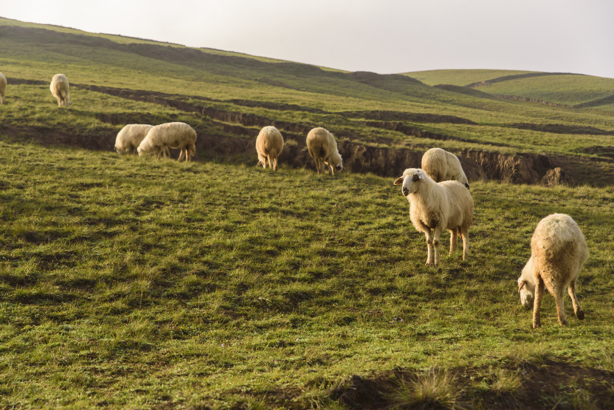 陕北黄土高原上的绵羊