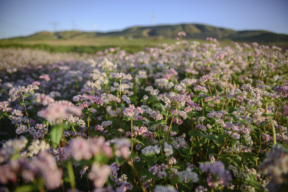 荞麦花艳遍白于山