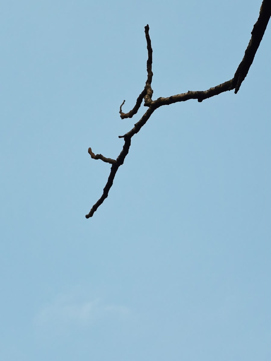 冬天的枯树枝其实也挺美