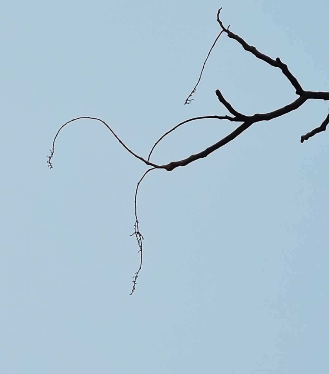 冬天的枯树枝其实也挺美