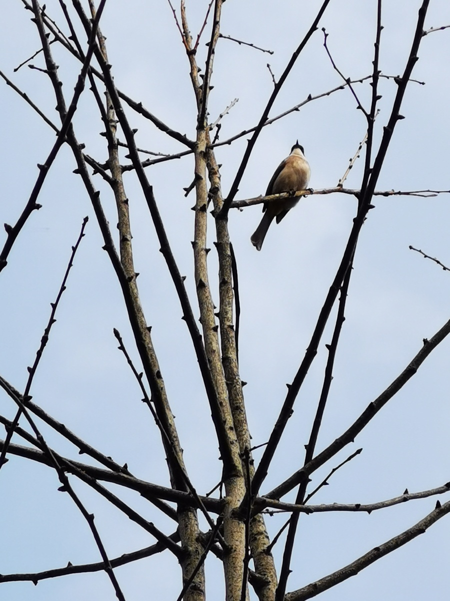 冬天的枯树枝其实也挺美