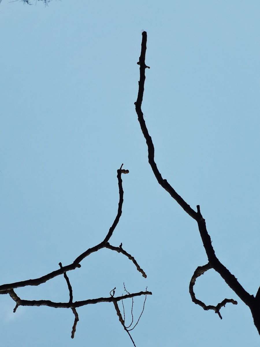 冬天的枯树枝其实也挺美