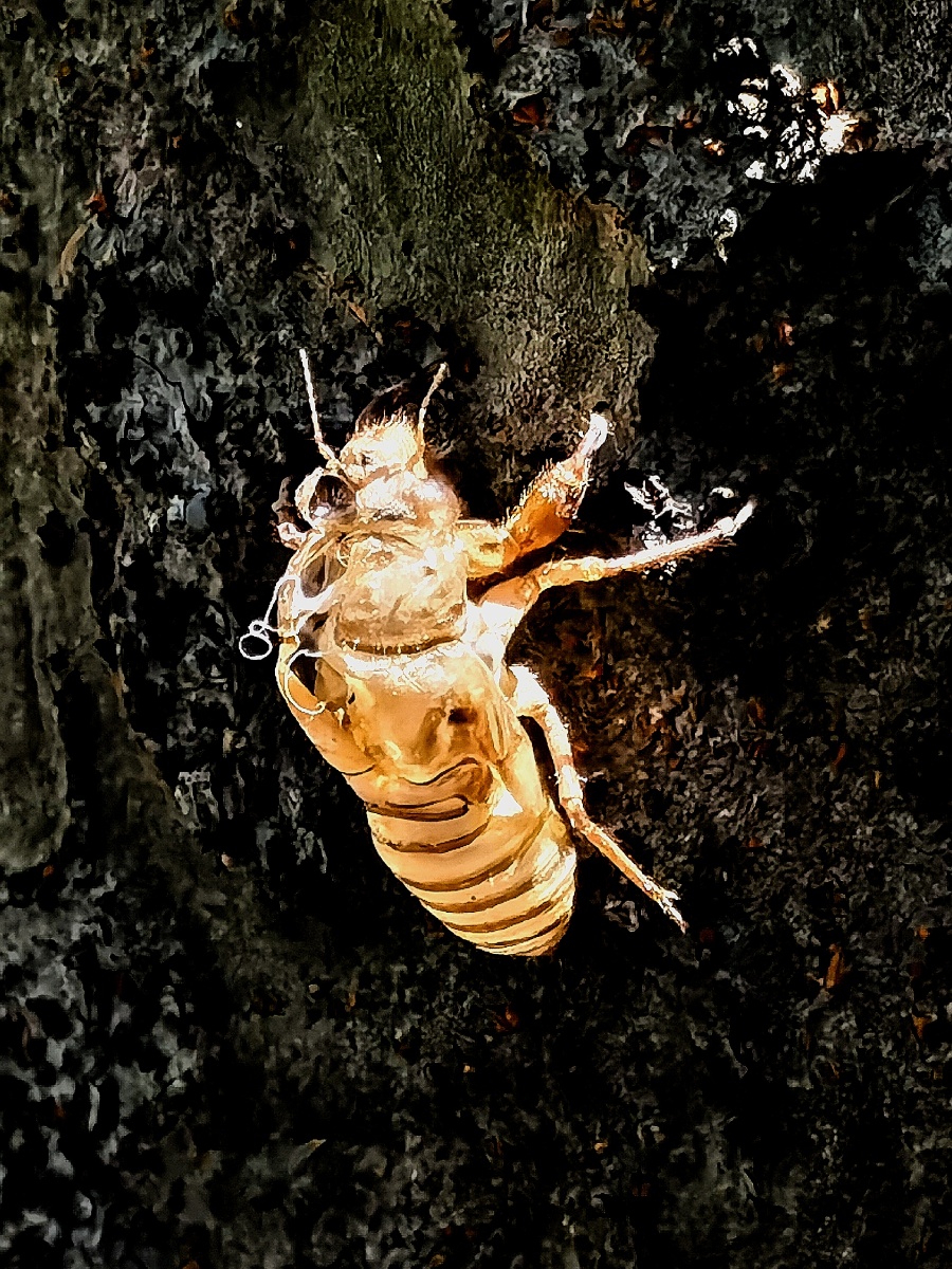 手机拍摄蝉蜕壳2021年7月15日