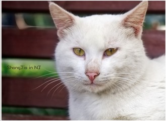 孝陵卫的猫咪