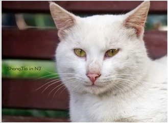 孝陵卫的猫咪