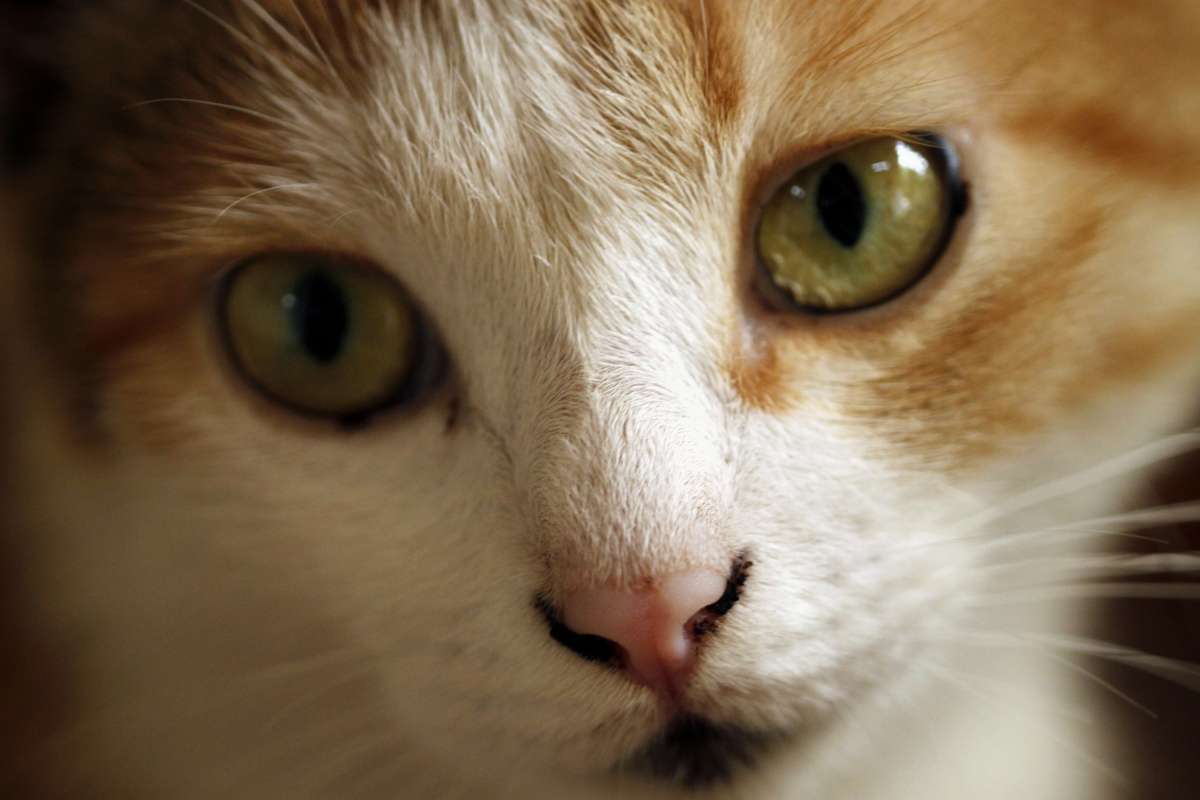 长久感动于这个剔透的眼神,静静注视你的镜头和你躲在镜头之后的眼睛