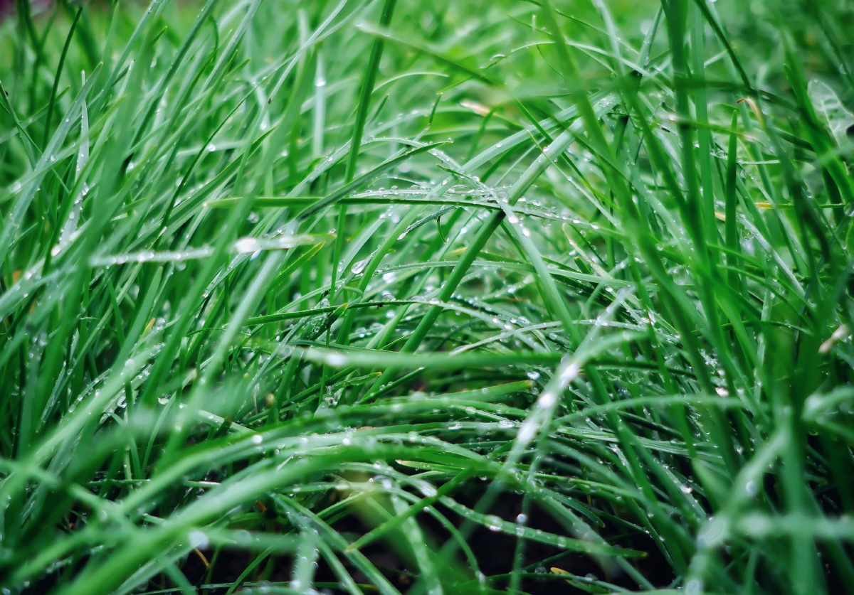 奶奶院子里雨后的韭菜