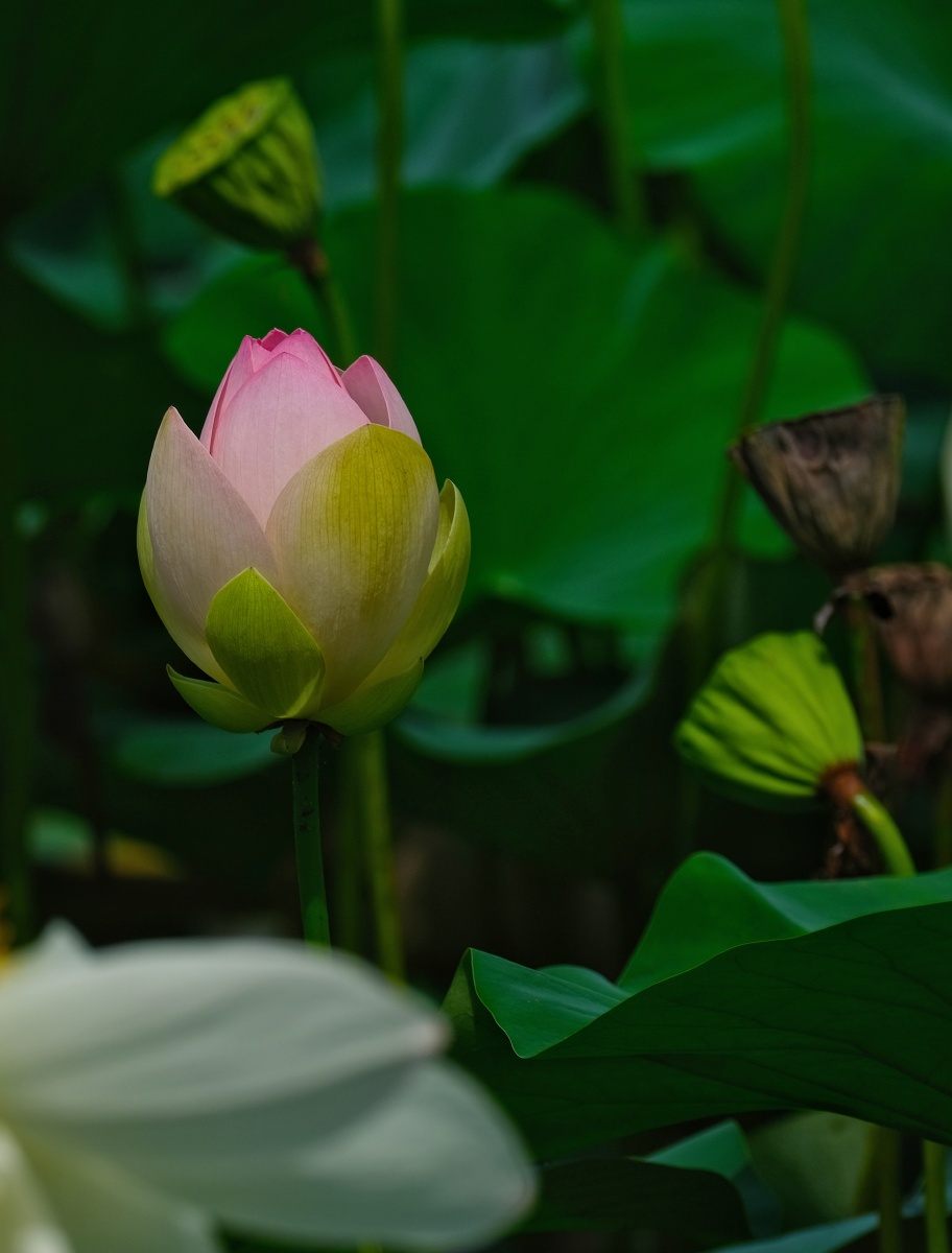 秋荷花淡雅,含苞欲放,娇艳欲滴