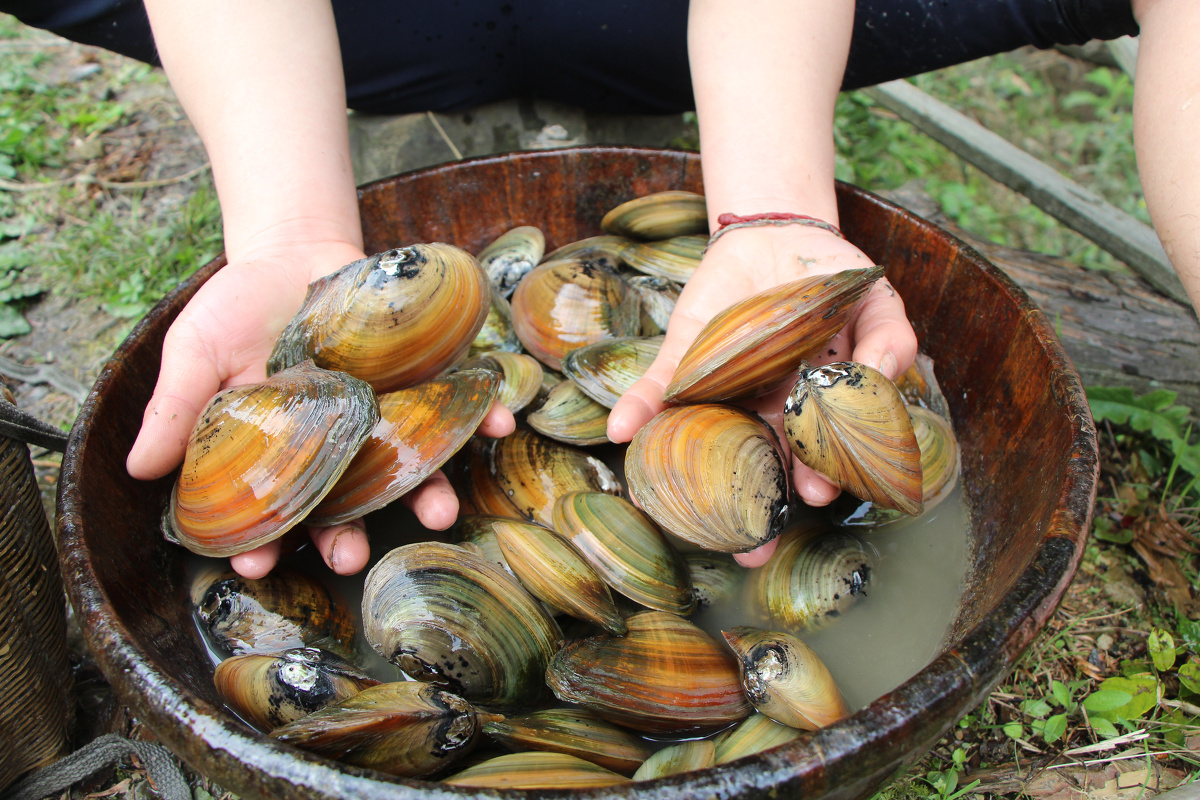 人间美食农家田里的河蚌