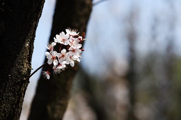 190259