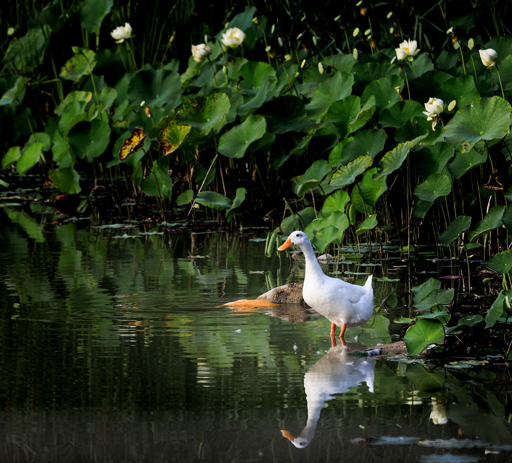 乳鸭池塘水浅深