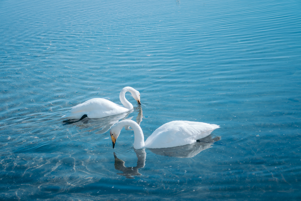 4月的赛里木湖天鹅