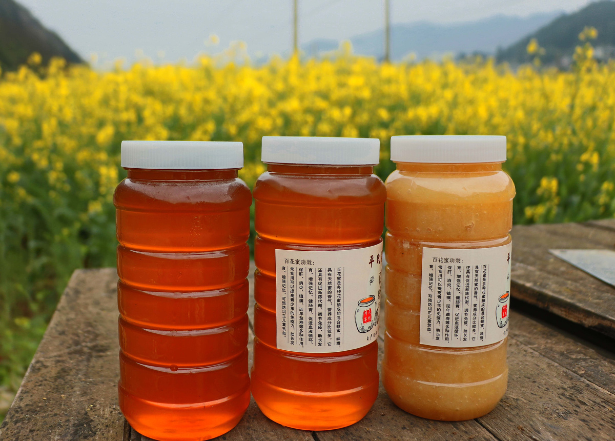 罗平油菜花盛开赏花正当时